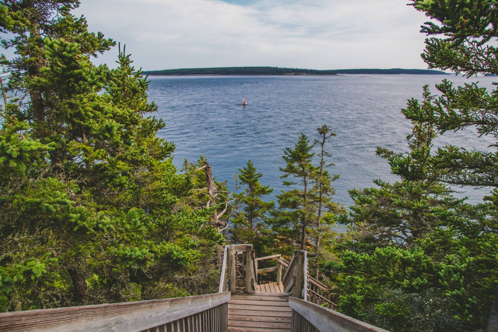 Wooden boardwalk steps descending through spruce trees to the bay in coastal Maine